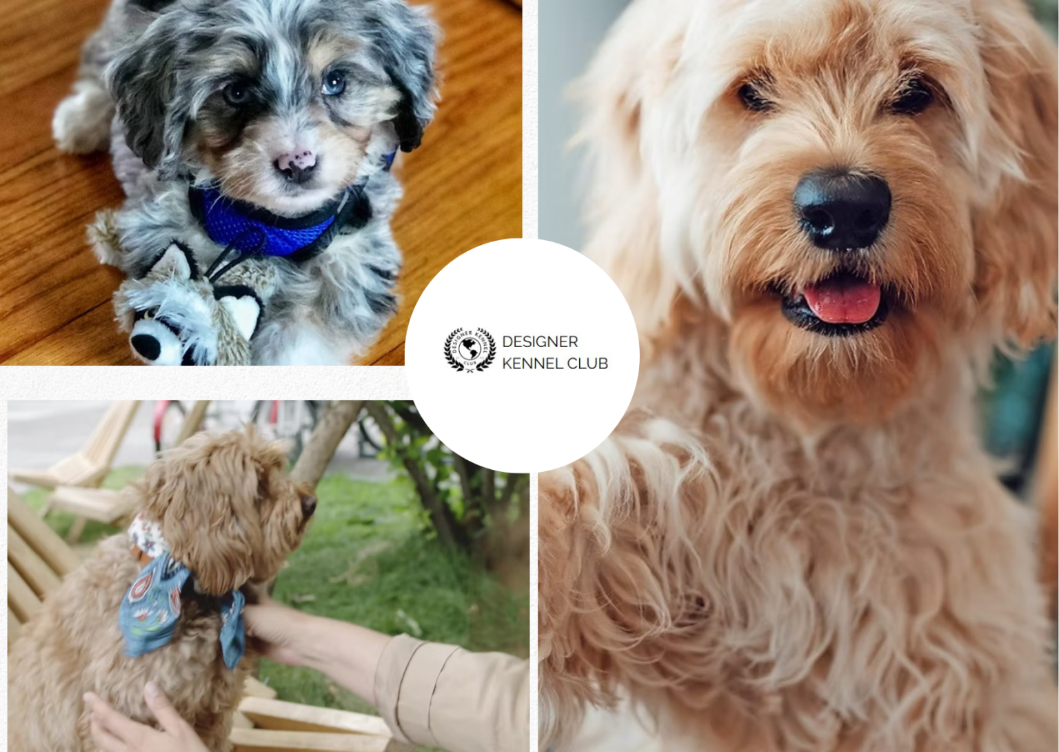 Trustworthy Designer Dog Breeds Registry Options Trustworthy Designer Dog Breeds Registry Options